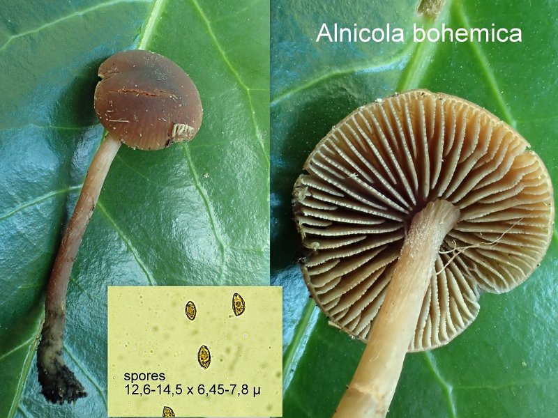 Alnicola bohemica-amf190.jpg - Alnicola bohemica ; Syn1: Naucoria bohemica ; Syn2: Naucoria scorpioides ; Nom français: Alnicole de Bohême